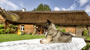 Põldotsa talu ja koer